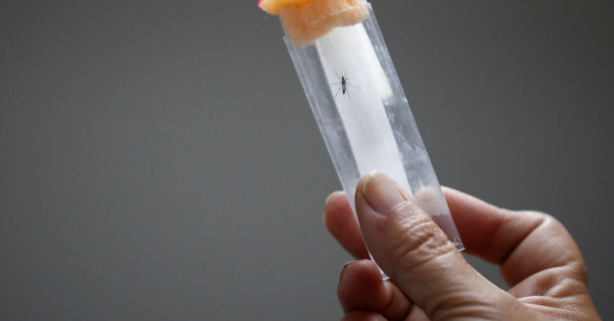 First pill for dengue shows promise in human challenge trial