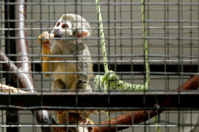 Like Escobar, Ecuador’s drug lords build ‘narco-zoos’