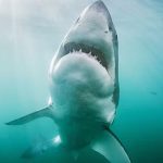 2 liver-eating orcas forced an entire population of great white sharks to flee their home waters