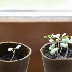 Broccoli sprouts contain an abundance of polysulfide molecules, research shows