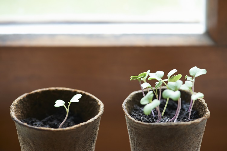 Broccoli sprouts contain an abundance of polysulfide molecules, research shows