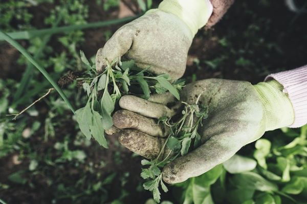 GARDENING IN OCTOBER: WHAT TO KNOW