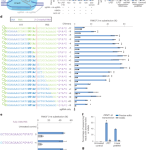 Targeted genome editing with a DNA-dependent DNA polymerase and exogenous DNA-containing templates