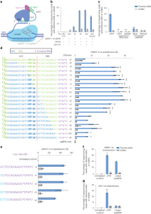 Targeted genome editing with a DNA-dependent DNA polymerase and exogenous DNA-containing templates