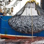 Report: Half of MSC-certified ‘sustainable’ tuna caught with controversial gear