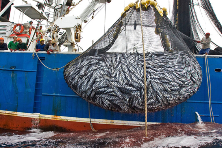 Report: Half of MSC-certified ‘sustainable’ tuna caught with controversial gear