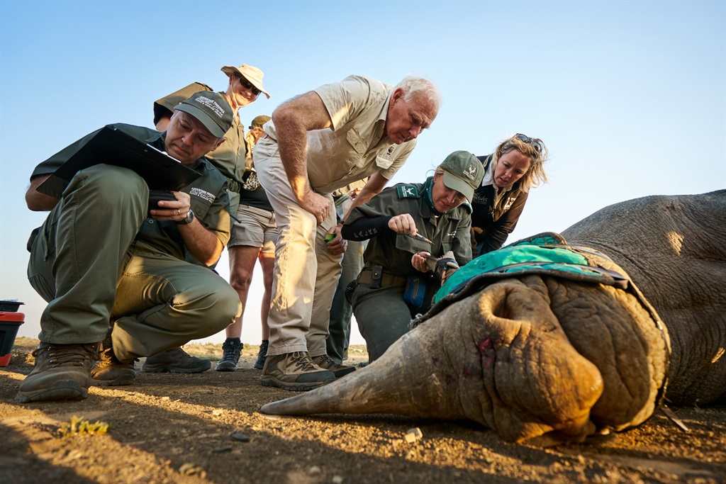 News24 | 20 years and 200 rhinos later: How conservationists are growing the black rhino population