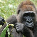 Cross River gorillas will boost local tourism — Group