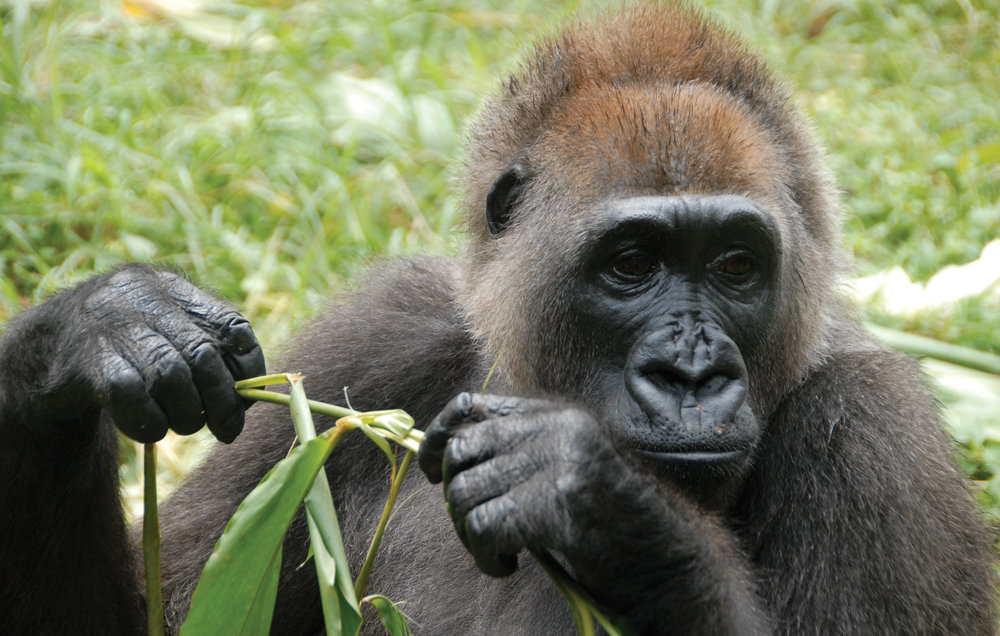 Cross River gorillas will boost local tourism — Group