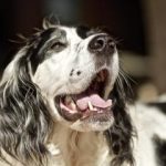 Bad breath in dogs may be a common symptom of hidden health issues