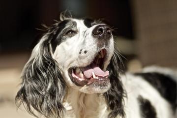 Bad breath in dogs may be a common symptom of hidden health issues