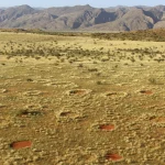 Unraveling Africa’s Fairy Circle Mystery – Researchers Identify True Source