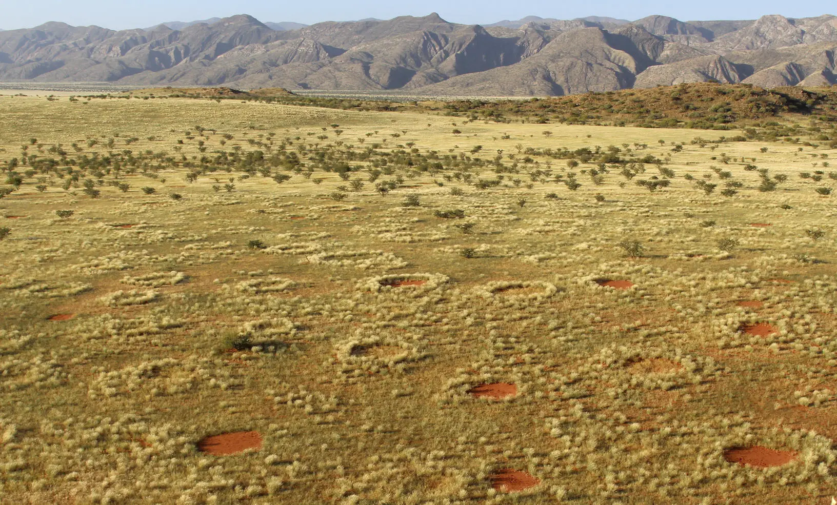 Unraveling Africa’s Fairy Circle Mystery – Researchers Identify True Source