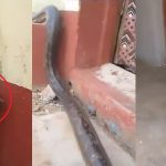 Trending video of a huge snake ‘delivering’ money to a house in Zimbabwe (watch)