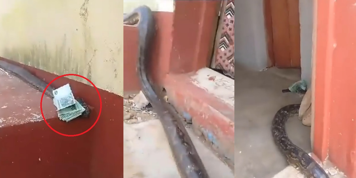 Trending video of a huge snake ‘delivering’ money to a house in Zimbabwe (watch)