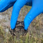 New refuge provides hope for critically endangered toad