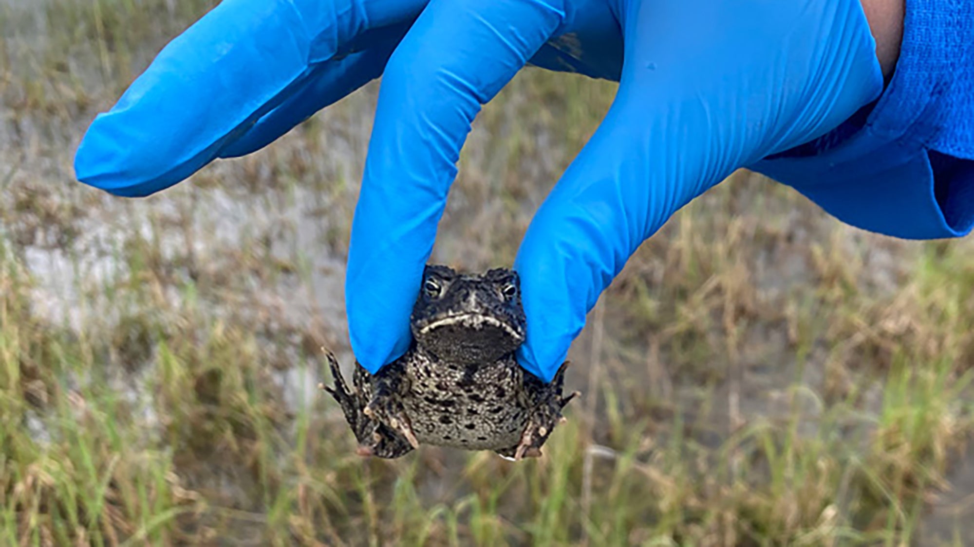 New refuge provides hope for critically endangered toad