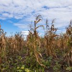 News24 Business | SA’s maize, wheat harvests expected to be bigger than last year