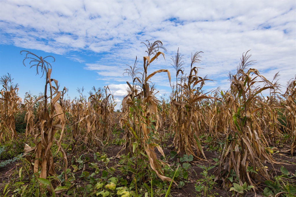 News24 Business | SA’s maize, wheat harvests expected to be bigger than last year