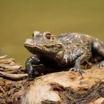 We’ve just realised that a tiny West African crocodile can moo