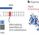 Detection of transcriptome-wide microRNA–target interactions in single cells with agoTRIBE