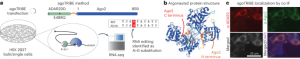 Detection of transcriptome-wide microRNA–target interactions in single cells with agoTRIBE