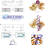 Precision RNA base editing with engineered and endogenous effectors