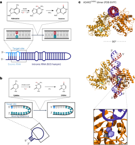 Precision RNA base editing with engineered and endogenous effectors