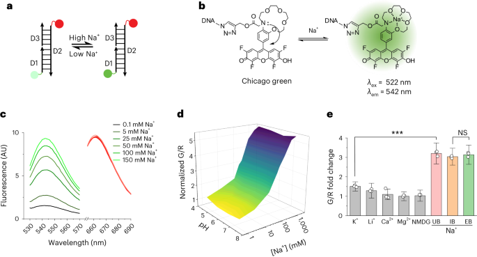 A DNA nanodevice for mapping sodium at single-organelle resolution