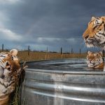 Inside our two year investigation of the captive tiger industry