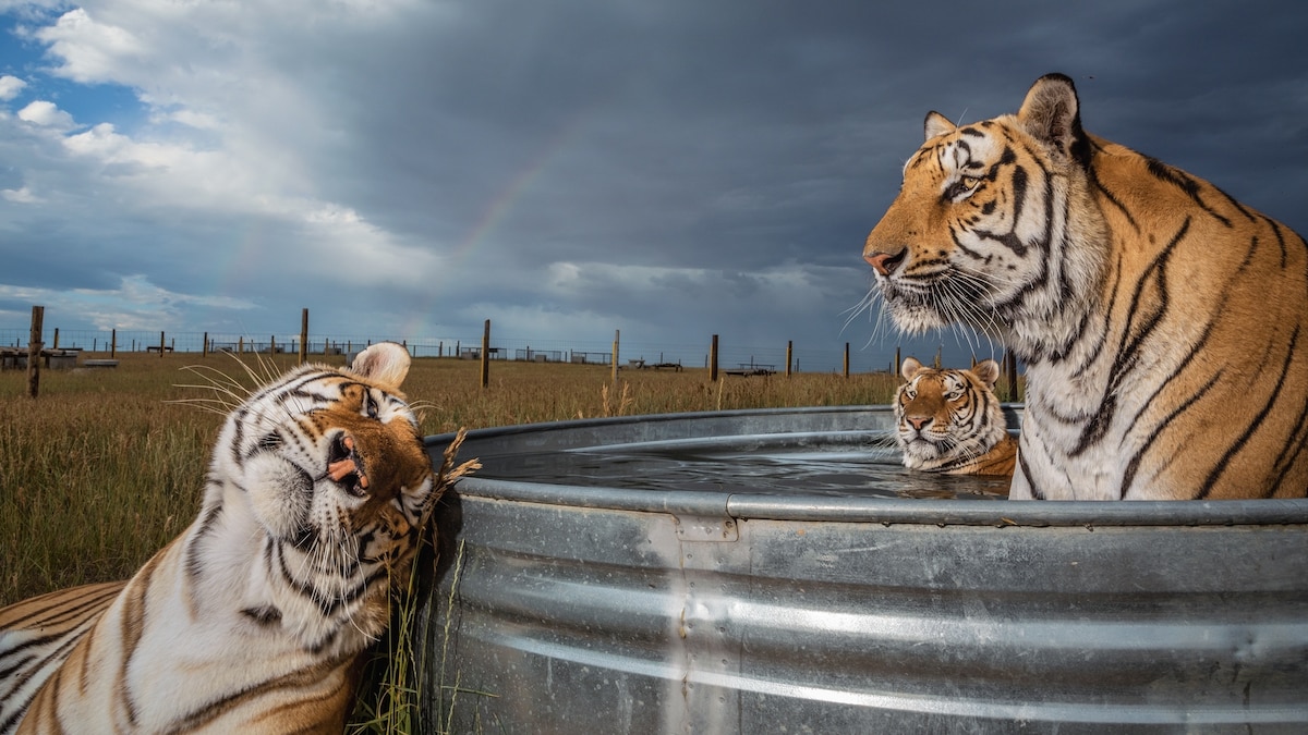 Inside our two year investigation of the captive tiger industry