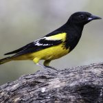 Birds won’t be named after humans anymore in an effort to eliminate racist links