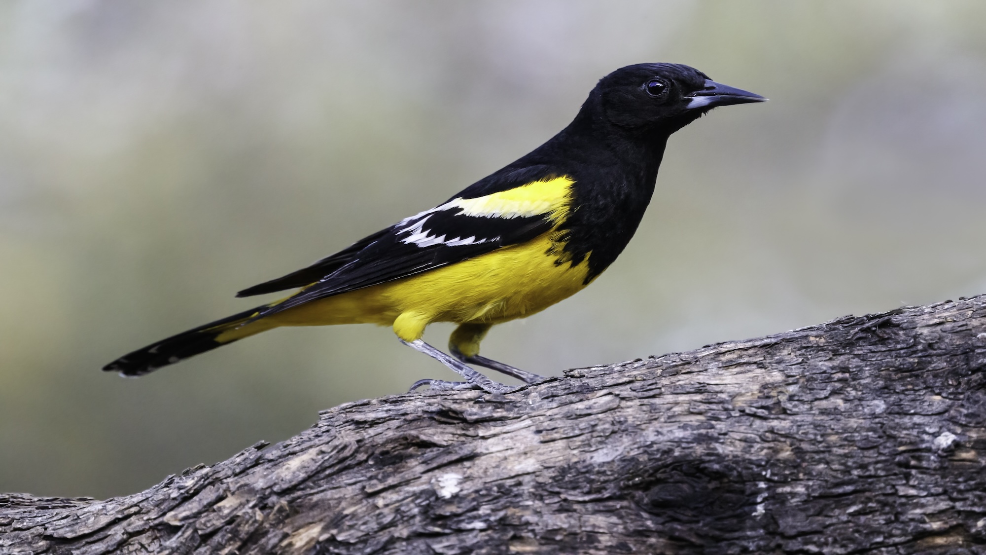 Birds won’t be named after humans anymore in an effort to eliminate racist links