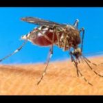 Jamaica records nine dengue deaths