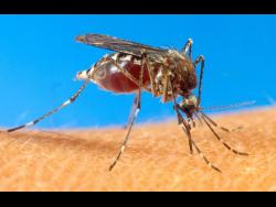 Jamaica records nine dengue deaths