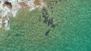Watch great white shark get mobbed by gang of seals in ‘incredible and surprising’ footage