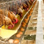 Avian flu adds to woes of South African poultry sector