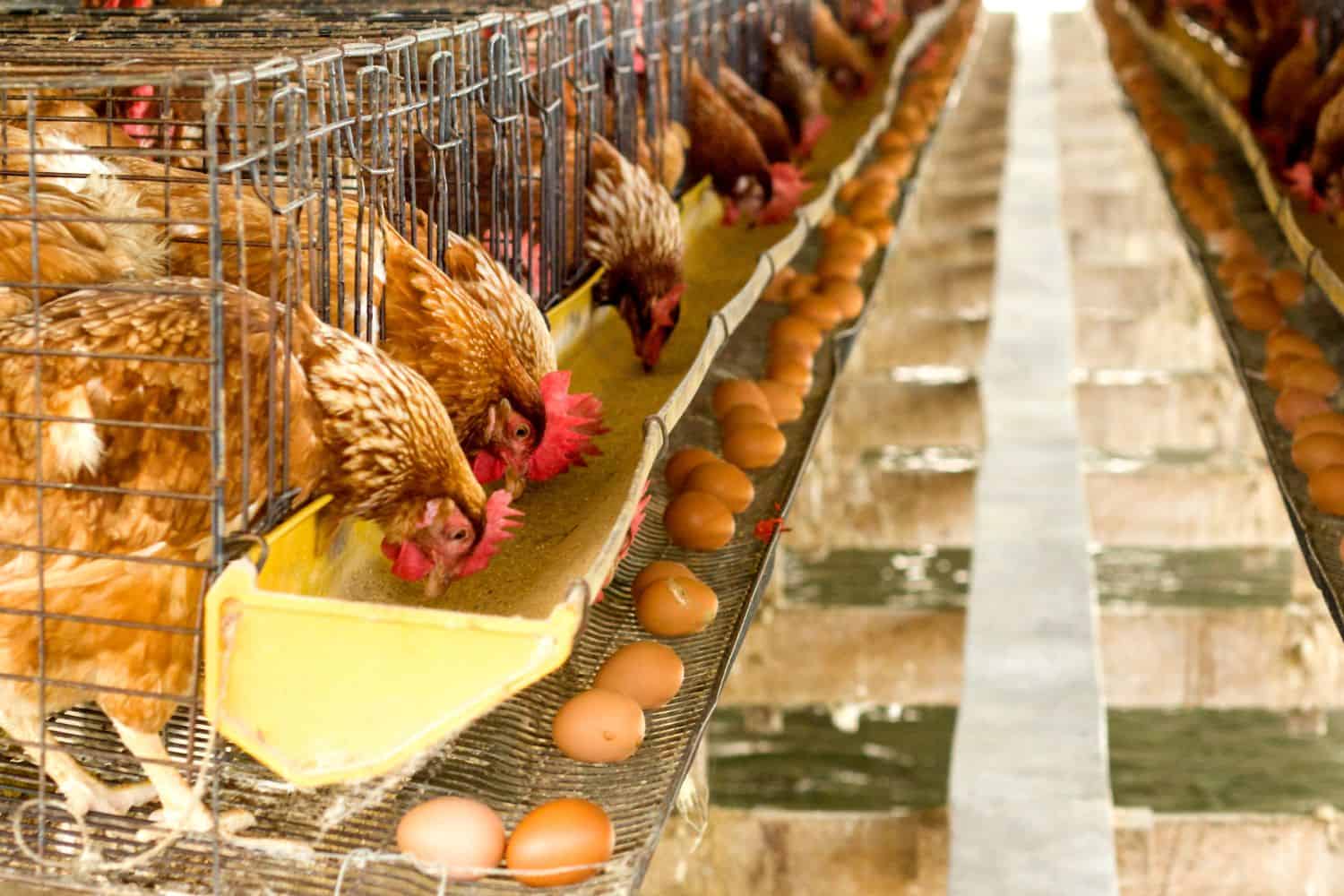 Avian flu adds to woes of South African poultry sector
