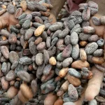 Côte d’Ivoire asks India to source cocoa directly from it