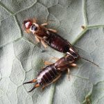 Farmers on edge as orchards ‘hammered’ by rise of European earwigs