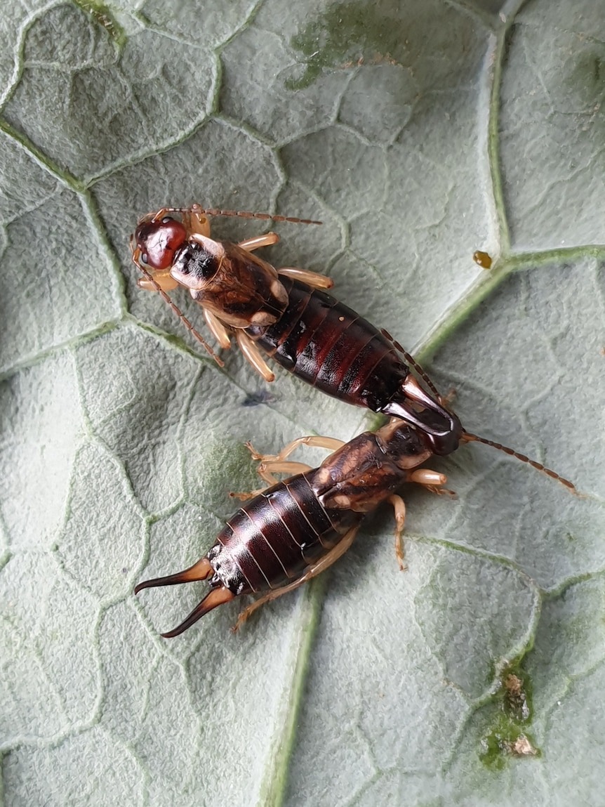 Farmers on edge as orchards ‘hammered’ by rise of European earwigs