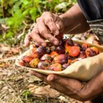 Oil palm in the Pan Amazon