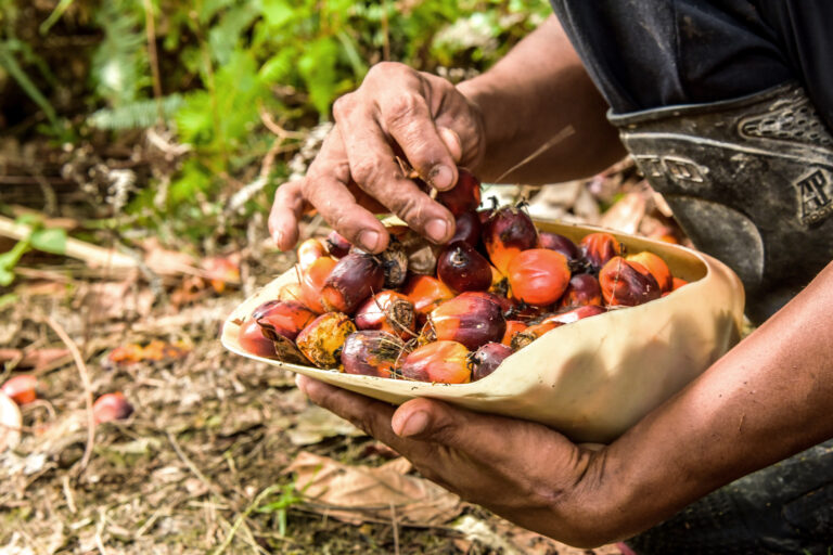 Oil palm in the Pan Amazon