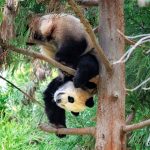 The D.C. Pandas Might Have Changed My Mind About Zoos