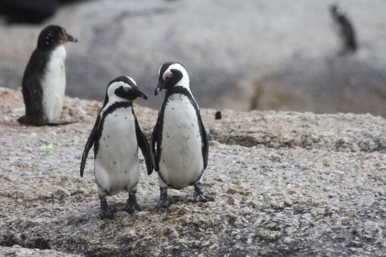 South Africa’s penguins heading toward extinction; will no-fishing zones help?