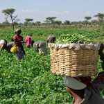 7 African Countries with the Most Active Agricultural Sector