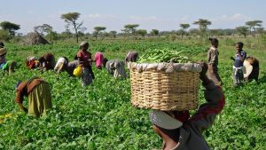 7 African Countries with the Most Active Agricultural Sector