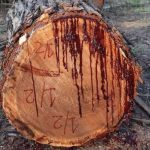 Bloodwood – The Tree That Bleeds When Cut