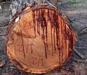 Bloodwood – The Tree That Bleeds When Cut