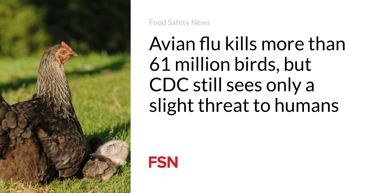 Avian flu kills more than 61 million birds, but CDC still sees only a slight threat to humans